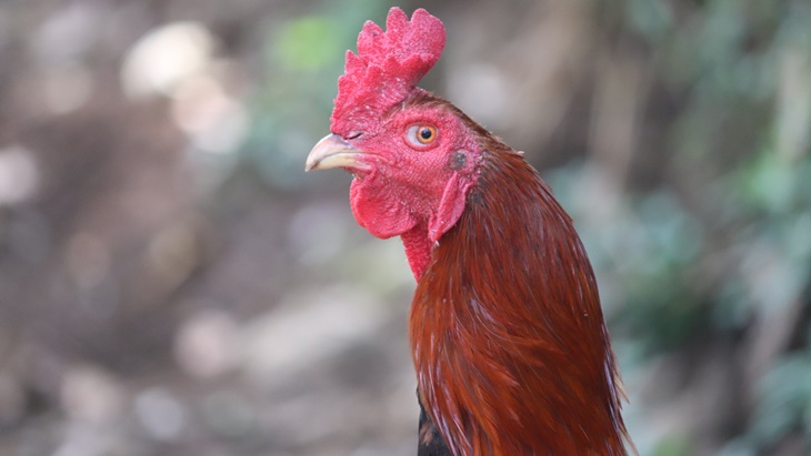 Menjaga Kemurnian Gen Ayam Pelung Melalui Kontes di Unpad