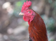 Menjaga Kemurnian Gen Ayam Pelung Melalui Kontes di Unpad