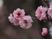 Enggak Perlu Jauh-jauh ke Jepang, Melihat Bunga Sakura Juga Bisa di Indonesia