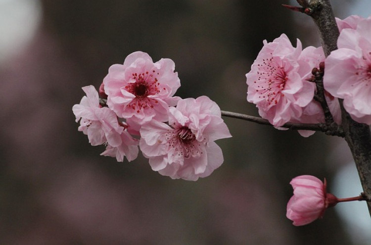 Enggak Perlu Jauh-jauh ke Jepang, Melihat Bunga Sakura Juga Bisa di Indonesia