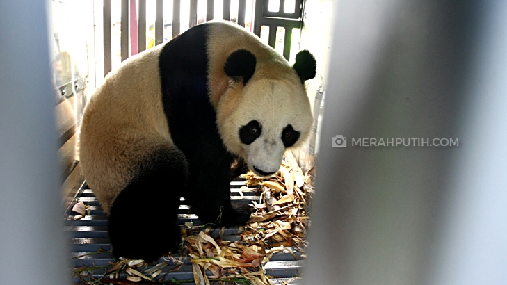 Giant panda dari Tiongkok yang menjadi penghuni Taman Safari Indonesia 1 Bogor. (Merahputih.com / Rizki Fitrianto)
