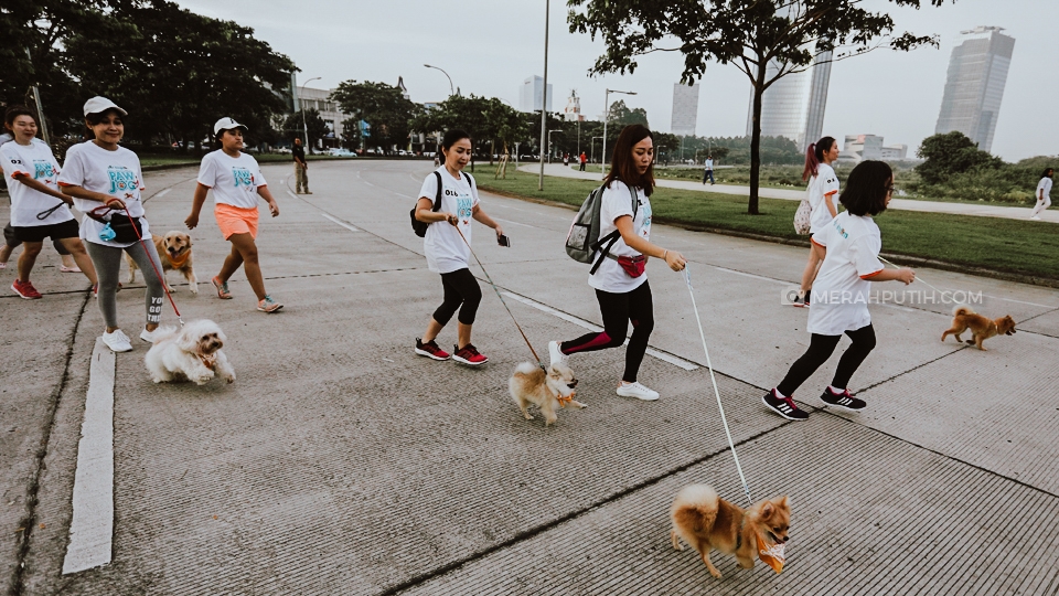Ajang Jalan Santai Dengan Anjing Kesayangan