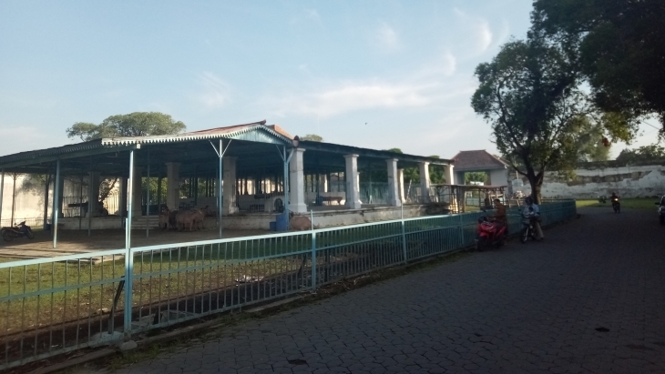 Alun-Alun Kidul Keraton Kasunanan Surakarta, Tempat Nongkrong Sambil Melihat Kerbau Bule