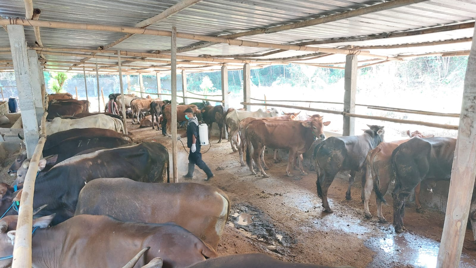 Dispangtan Solo Temukan Belasan Hewan Kurban Tidak Layak Jual