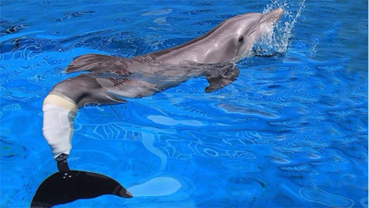 Winter si Lumba-Lumba, Bintang ‘Dolphin Tale’, Mati
