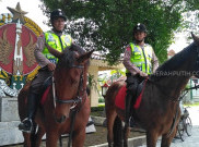 Unik, Polisi Jogja Patroli Keamanan Naik Kuda Impor