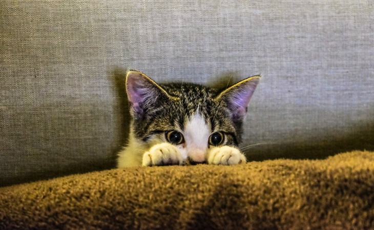 Kucing