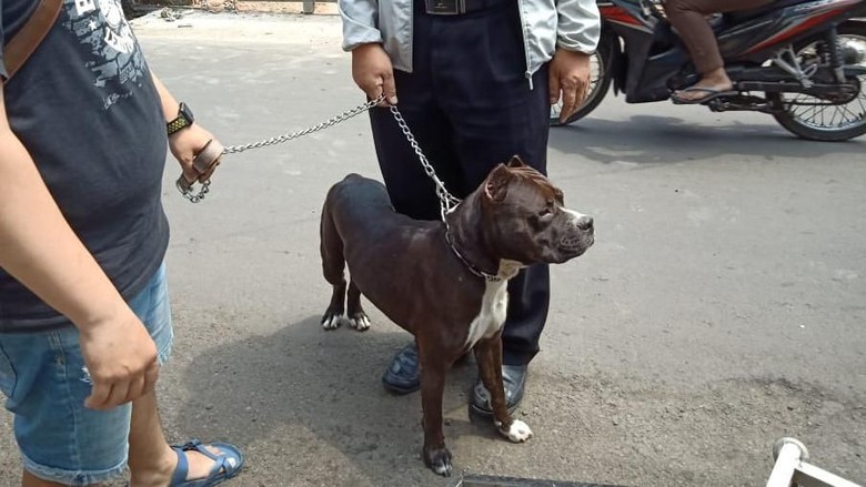 Satpam Korban Serangan Pitbull Lapor Polisi, Pemilik Anjing Terancam 5 Tahun Bui