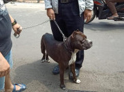 Satpam Korban Serangan Pitbull Lapor Polisi, Pemilik Anjing Terancam 5 Tahun Bui