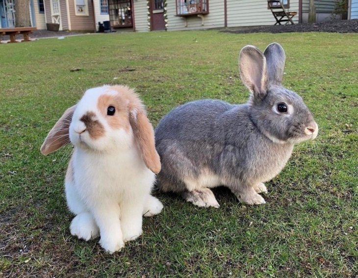 Kelinci perlu ruang untuk berlari (Foto: Instagram/bunnyadorbs)