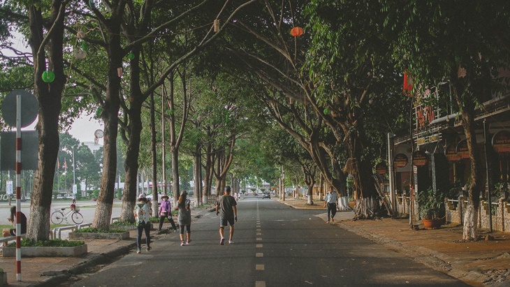 pohon