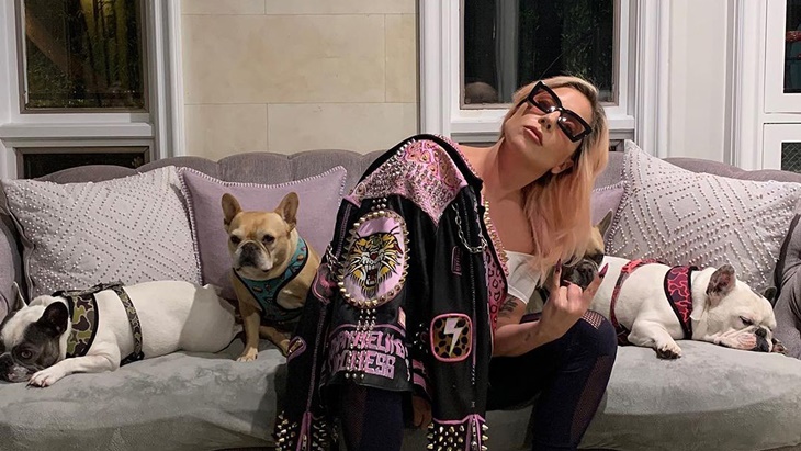 Hadiah Rp7 Miliar yang Bisa Menemukan Anjing Lady Gaga