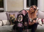 Hadiah Rp7 Miliar yang Bisa Menemukan Anjing Lady Gaga