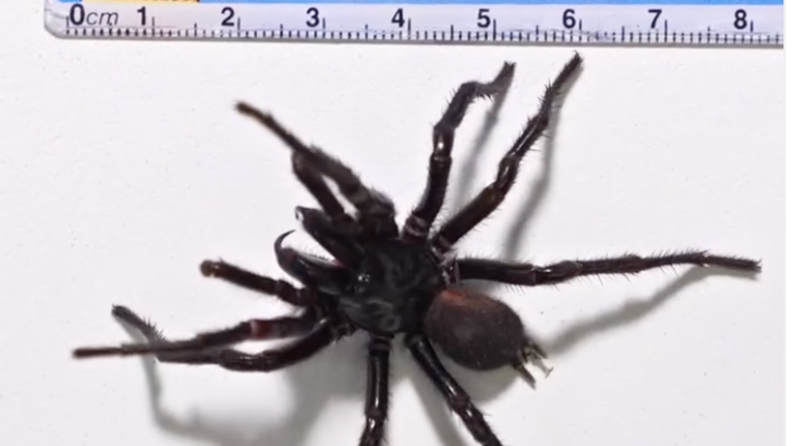 Taman Reptil Australia Terima Laba-Laba Sepanjang 10 Cm, Dinamai Hemsworth 