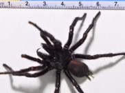 Taman Reptil Australia Terima Laba-Laba Sepanjang 10 Cm, Dinamai Hemsworth 