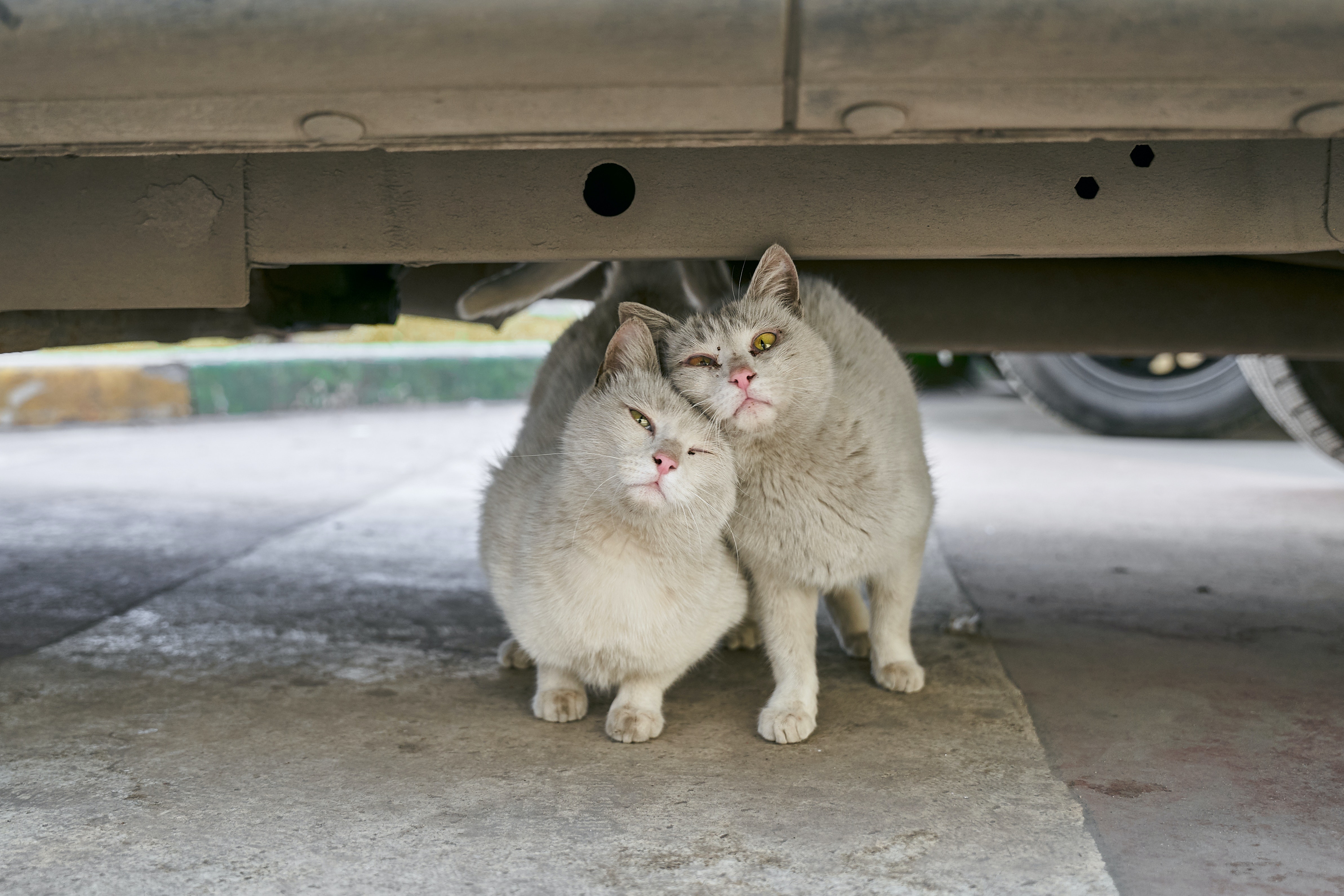Kucing