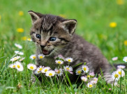 4 Alasan Kucing Merupakan Hewan Peliharaan yang Tepat