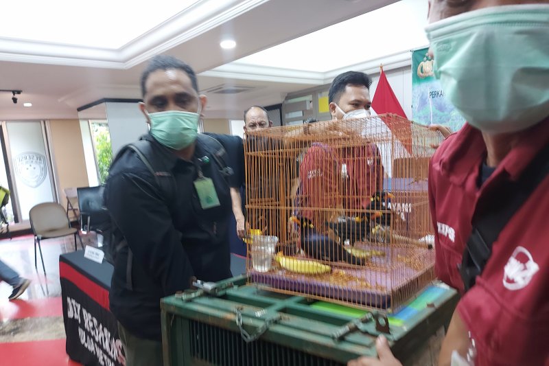 Tiga ekor burung Beo Nias (Gracula Robusta) dihadirkan sebagai barang bukti dalam jumpa pers penangkapan pelaku perdagangan satwa dilindungi Mapolda Metro Jaya, Jakarta, Kamis (28/1/2021). ANTARA/Fianda Sjofjan Rassat