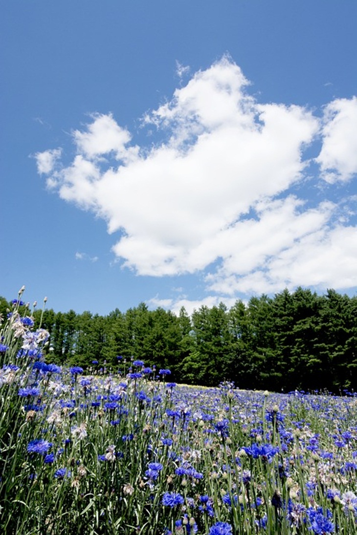  Bunga lavender di Furano. (Foto: Pixabay/yuqing0232_cn)