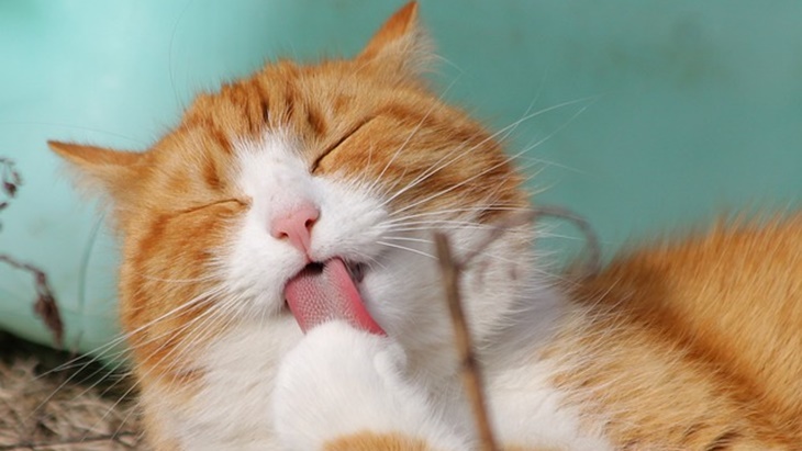 Kiat Merawat Kucing Lansia
