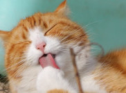 Kiat Merawat Kucing Lansia