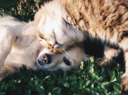 Lebih Pintar Anjing atau Kucing?