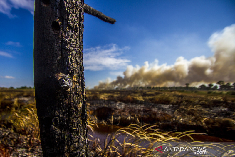 Kebakaran hutan. (Foto: Antara)