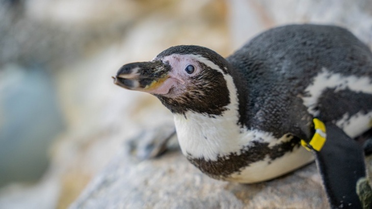 Pertama di Dunia, Lensa Implan Khusus Penguin untuk Tangani Katarak