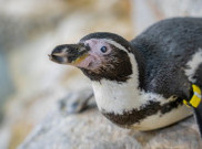 Pertama di Dunia, Lensa Implan Khusus Penguin untuk Tangani Katarak