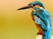 Penelitian Ungkap Ukuran Burung Semakin Menyusut Akibat Perubahan Iklim