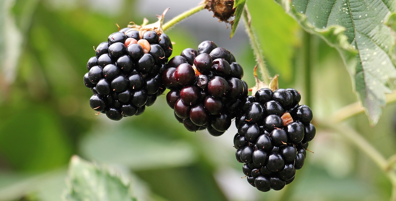 Buah-buahan yang kaya vitamin C (Foto: Pixabay/pixel2013)