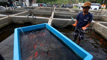 Aktivitas UMKM Budidaya Ikan Mas Koki Beromzet Ratusan Juta