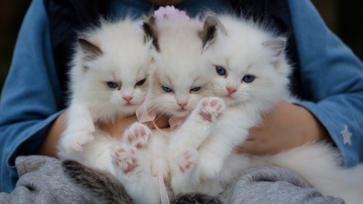 Stres Pangkal Sakit, Begini Cara Atasi Stres pada Kucing