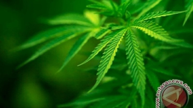 LGN Minta Mentan Kembali Tetapkan Ganja sebagai Tanaman Obat
