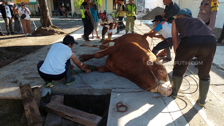 Berbobot 1 Ton Lebih, Sapi Kurban Milik Jokowi Sempat Bikin Kewalahan 8 Jagal