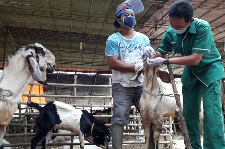 Petugas dari Suku Dinas Ketahanan Pangan, Kelautan dan Pertanian (KPKP) Kota Jakarta Selatan melakukan pemeriksaan kesehatan hewan kurban di salah satu penjual di wilayah Lebak Bulus, Kamis (23/7/2020) (ANTARA/HO-Kominfotik Jakarta Selatan)