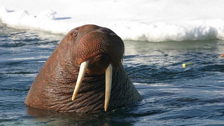Ketiduran, Walrus ini Mengapung dari Kutub Utara Sampai ke Irlandia