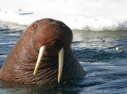 Ketiduran, Walrus ini Mengapung dari Kutub Utara Sampai ke Irlandia