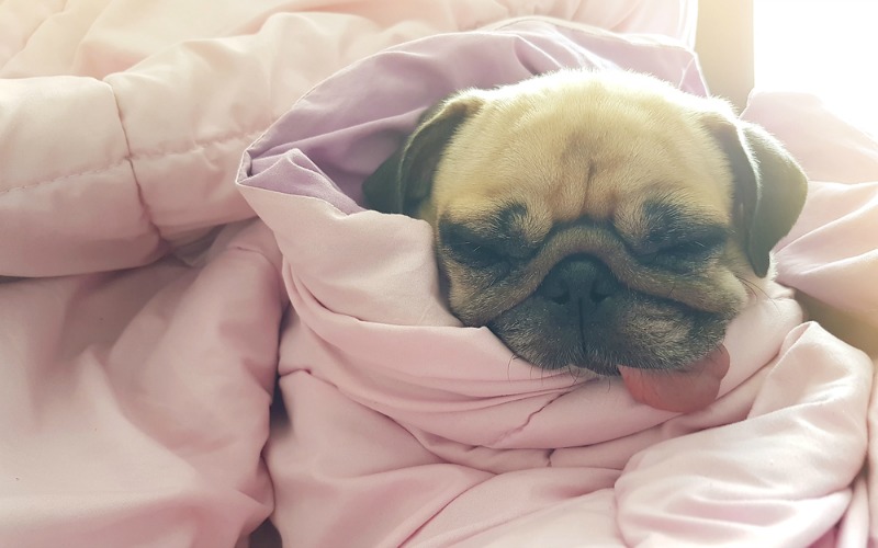 Pug. (Foto Dreams) 