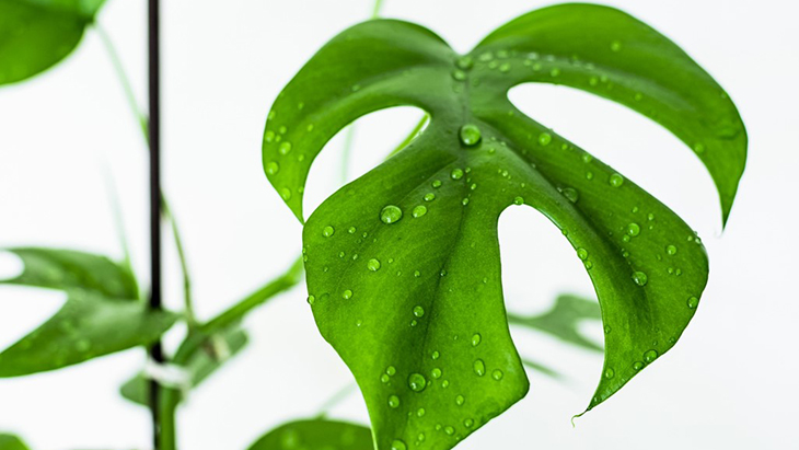 Terjual, Monstera Minima Seharga Rp 270 Juta