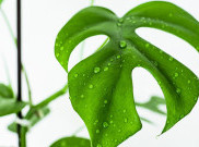 Terjual, Monstera Minima Seharga Rp 270 Juta