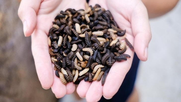 Startup Singapura Ternak Larva Lalat Pemakan Sampah