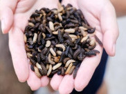 Startup Singapura Ternak Larva Lalat Pemakan Sampah
