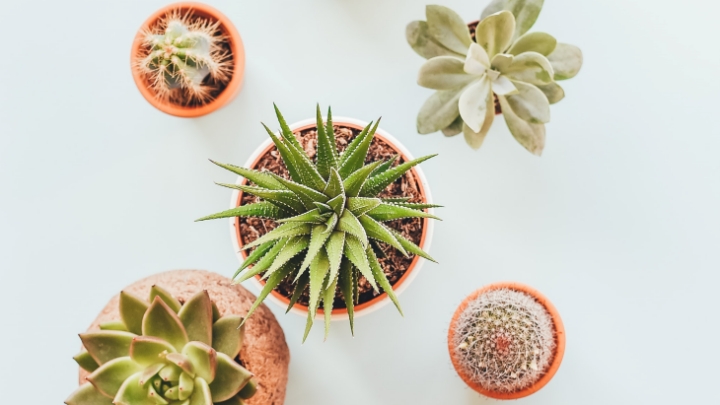 Kaktus merupakan tanaman yang mudah dirawat. (Foto: Unsplash/Annie Spratt)