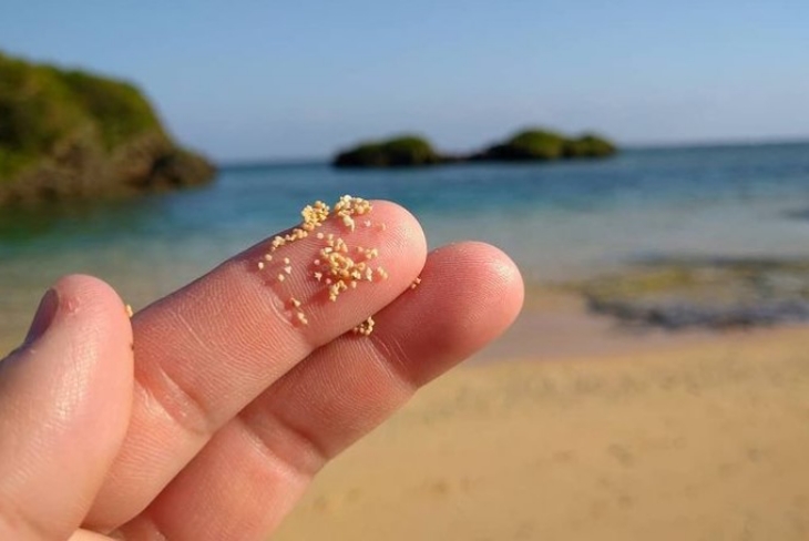 Unik, Ada Pasir Pantai Berbentuk Bintang di Okinawa