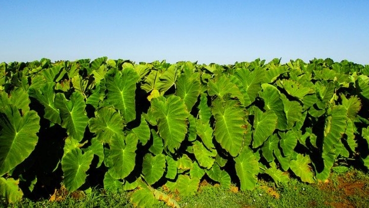 Daun talas memiliki banyak manfaat (Foto: Pixabay/dimitrisvetsikas1969)
