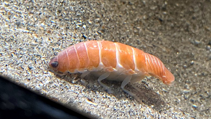 Isopoda Pengisap Darah Menyaru Jadi Sushi Salmon