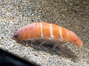 Isopoda Pengisap Darah Menyaru Jadi Sushi Salmon