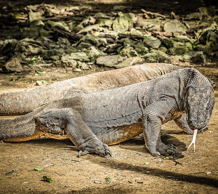 Rumah penetasan komodo efektif perbanyak populasi. (Foto: Pixabay/5477687)