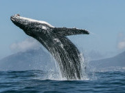 5 Film Dokumenter Bertema Lingkungan Hidup, Sudah Pernah Nonton?